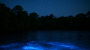 Cover - Bioluminescent waters glowing under a starry sky at Kelly Park East, Florida — a magical summer night scene ideal for eco-tourism adventures.