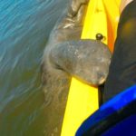 Curious manatee gently greets a kayaker, resting its flipper on the bright yellow boat.