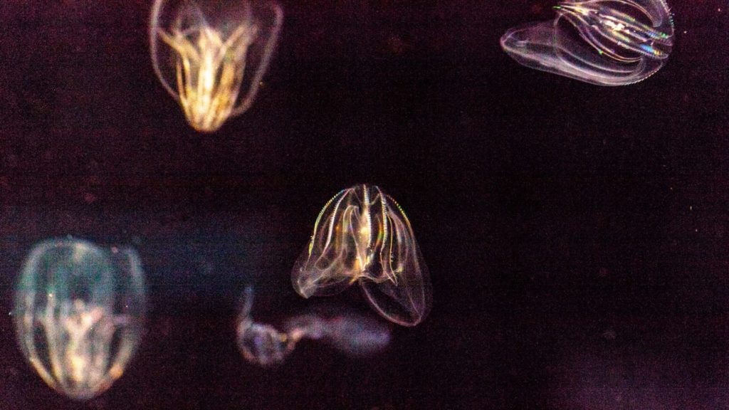 Bioluminescent comb jellies