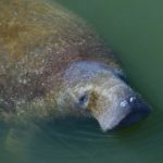 Close-up of a manatee's face in greenish water, with visible whiskers and algae-covered skin.