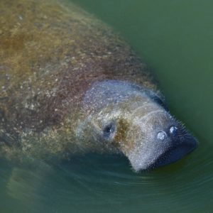Close-up of a manatee's face in greenish water, with visible whiskers and algae-covered skin.