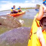 Group kayaking viewing manatees in Florida