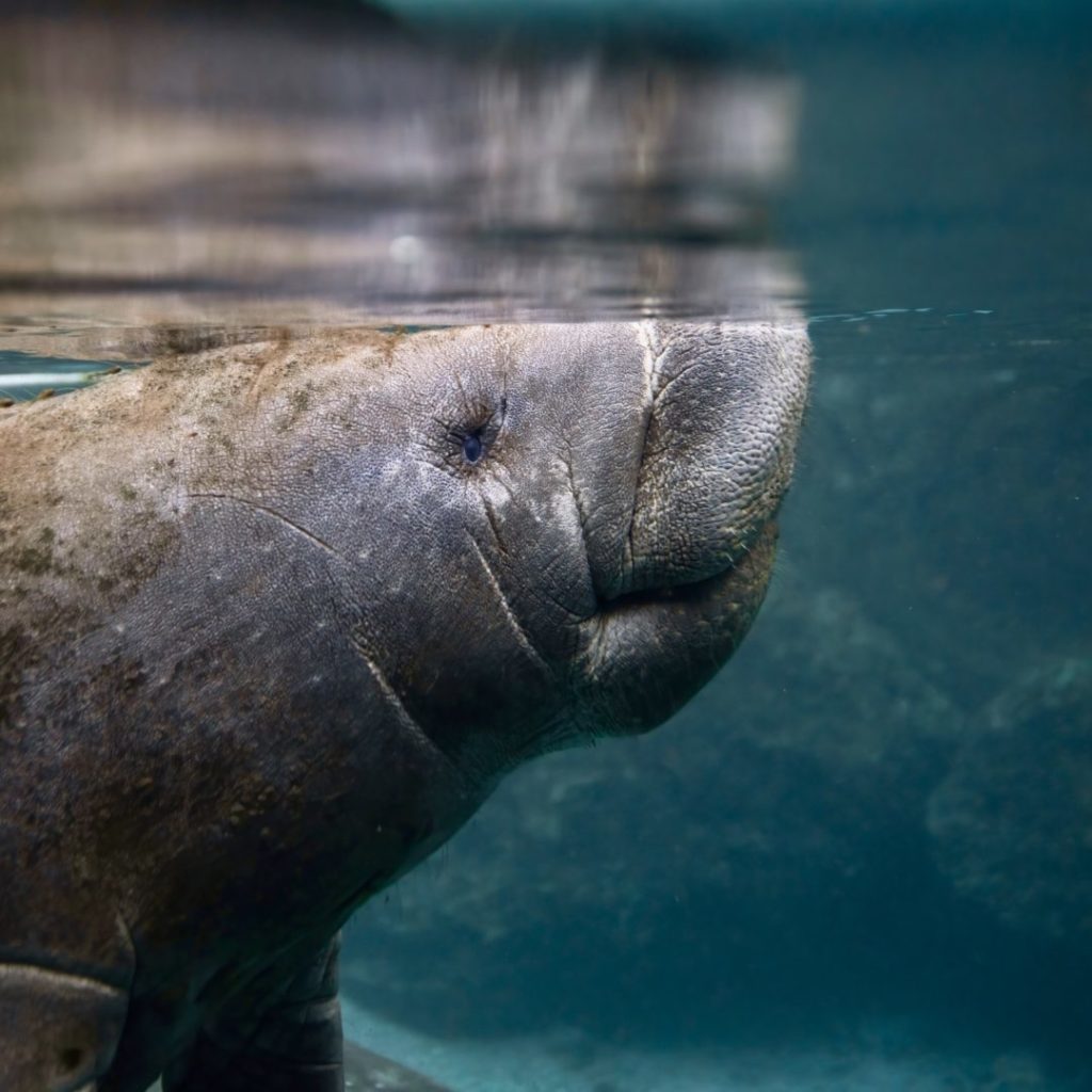 Manatee during a Dolphin & Manatee Tour with BK Adventure
