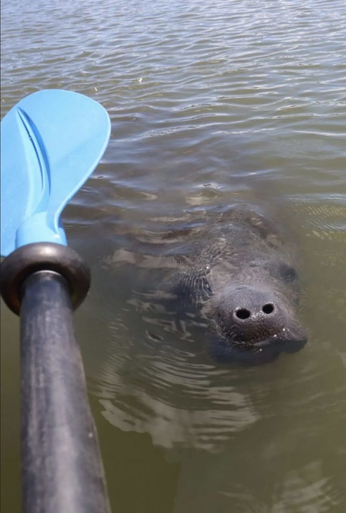 Dolphin & Manatee Tour