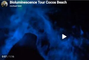 Video of Bioluminescence Tour in Cocoa Beach 