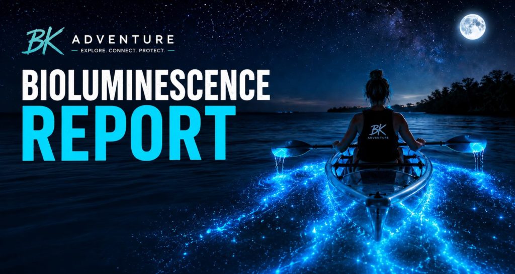 Daily updates how bright is bioluminescence in Florida now