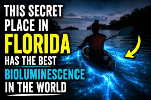 This secret place in Florida has the best bioluminescence in the world